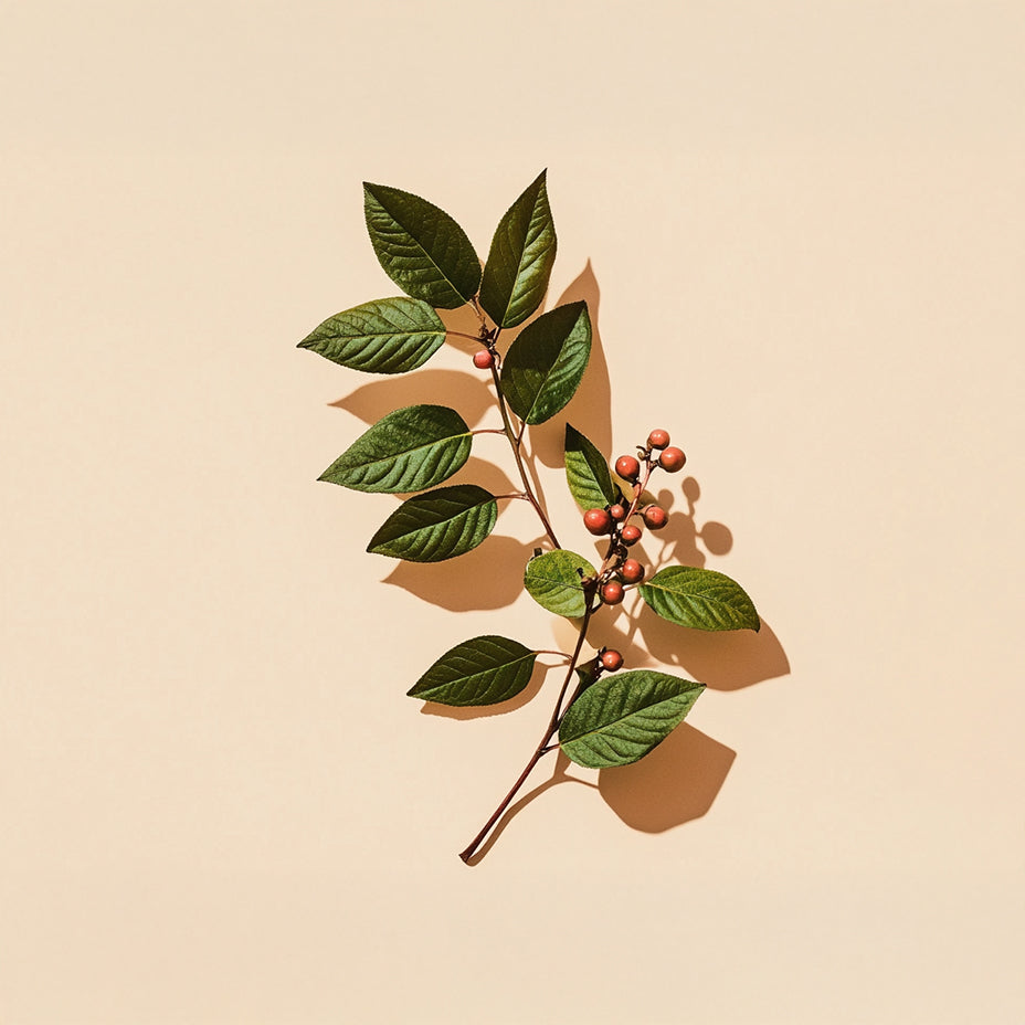 Cascara Sagrada