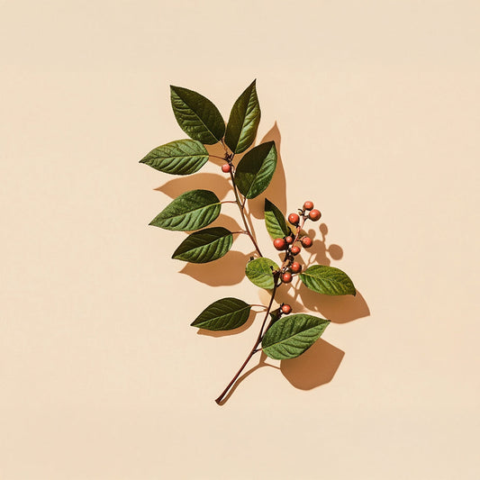 Cascara Sagrada