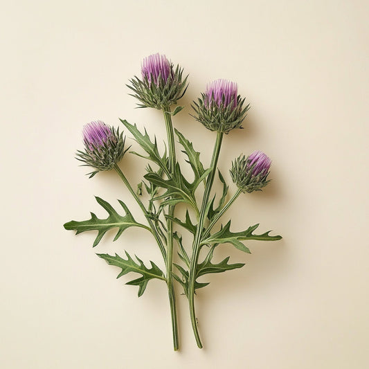 Milk Thistle