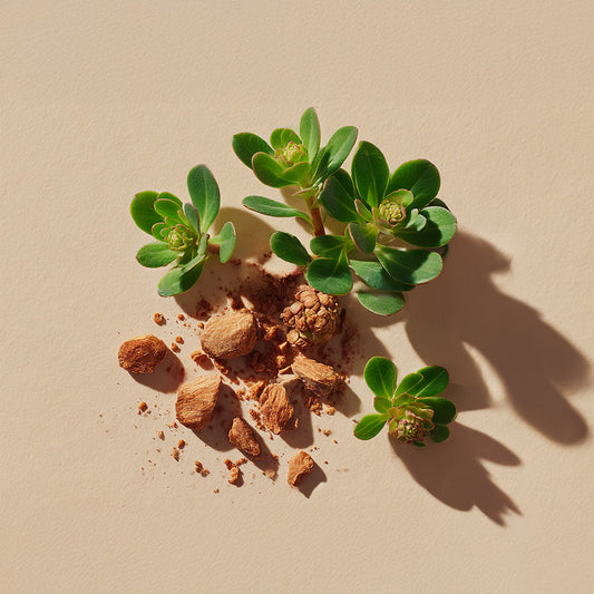 Rhodiola Rosea